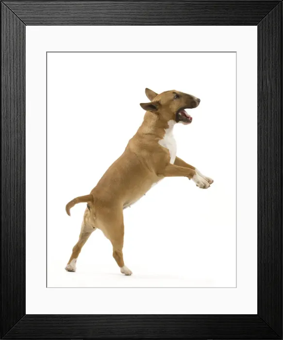 Framed Print : Picture No. 10887597 Framed Print : Picture No. 10887597