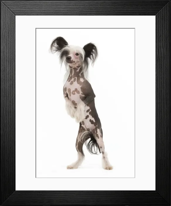 Framed Print : Picture No. 10887601 Framed Print : Picture No. 10887601