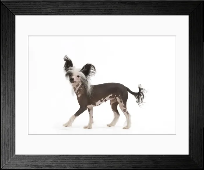 Framed Print : Picture No. 10887604 Framed Print : Picture No. 10887604
