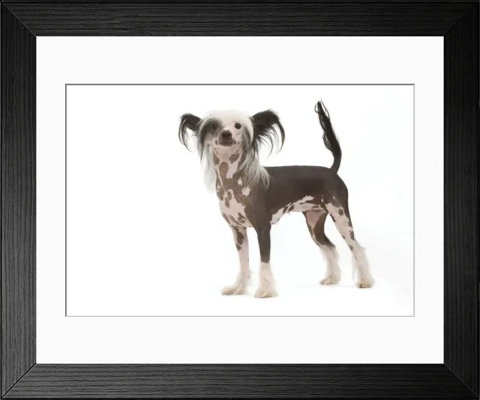 Framed Print : Picture No. 10887603 Framed Print : Picture No. 10887603