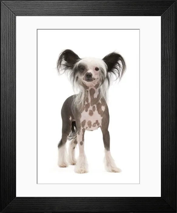 Framed Print : Picture No. 10887602 Framed Print : Picture No. 10887602