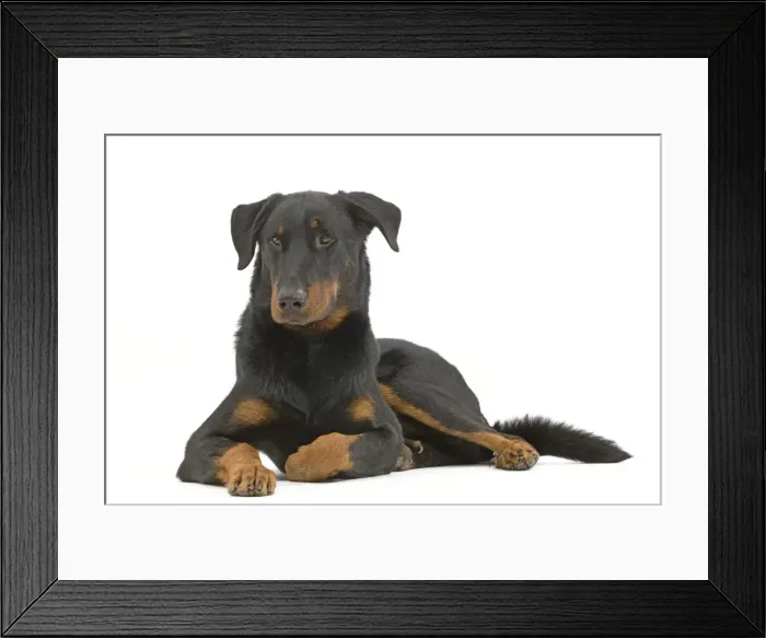 Framed Print : Picture No. 10887611 Framed Print : Picture No. 10887611