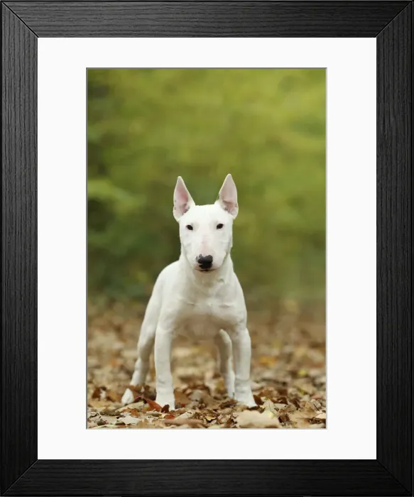 Framed Print : Picture No. 10887613 Framed Print : Picture No. 10887613