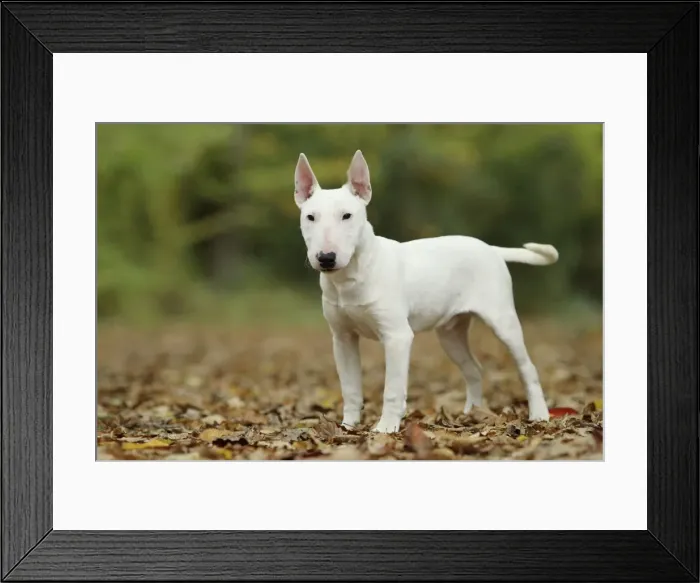 Framed Print : Picture No. 10887614 Framed Print : Picture No. 10887614