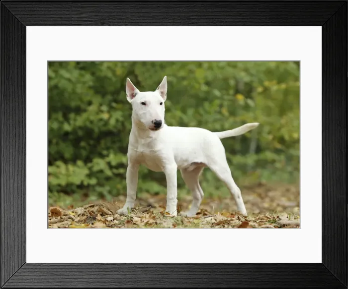 Framed Print : Picture No. 10887615 Framed Print : Picture No. 10887615
