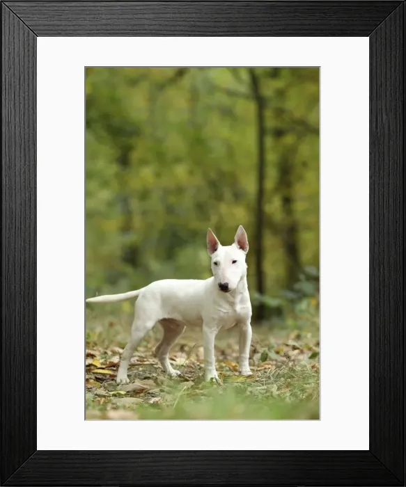 Framed Print : Picture No. 10887616 Framed Print : Picture No. 10887616