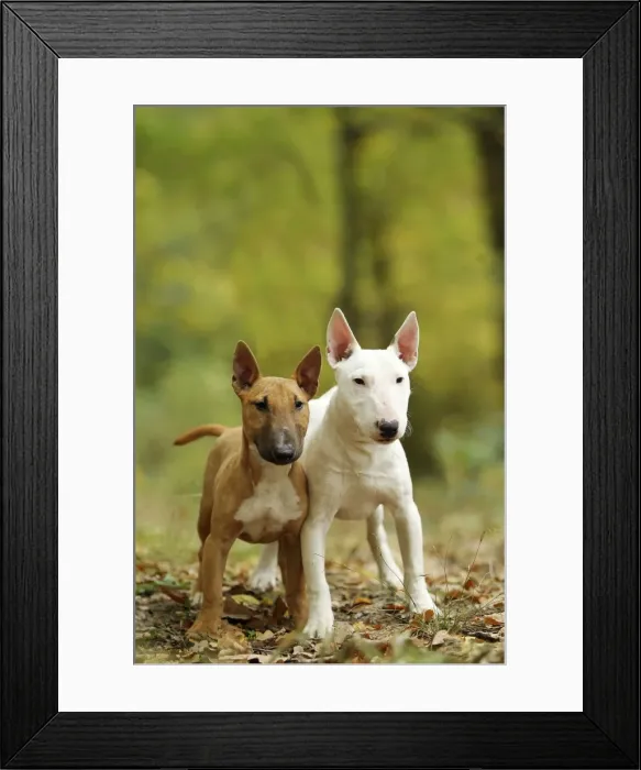 Framed Print : Picture No. 10887619 Framed Print : Picture No. 10887619