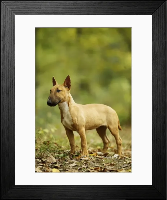 Framed Print : Picture No. 10887620 Framed Print : Picture No. 10887620