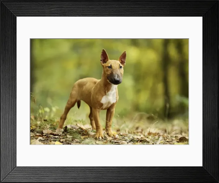Framed Print : Picture No. 10887621