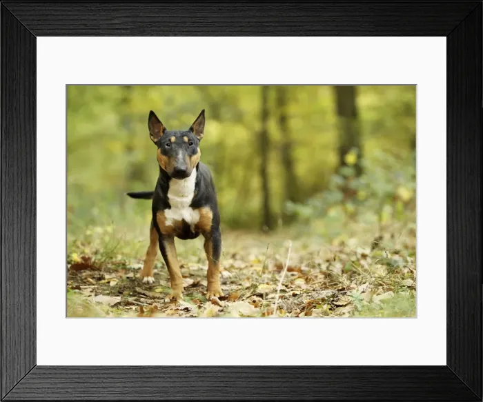 Framed Print : Picture No. 10887623 Framed Print : Picture No. 10887623