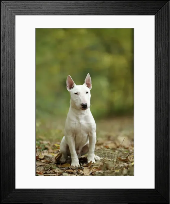Framed Print : Picture No. 10887618 Framed Print : Picture No. 10887618