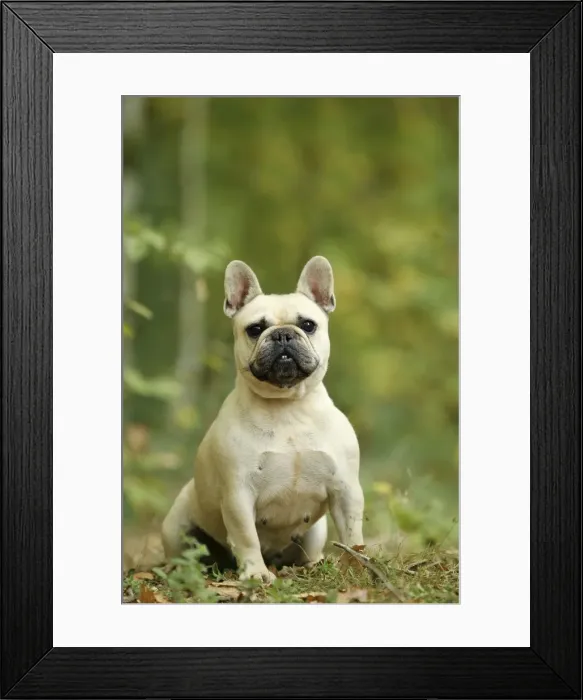 Framed Print : Picture No. 10887625 Framed Print : Picture No. 10887625