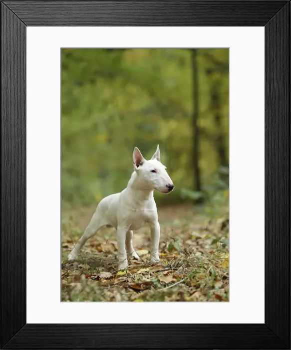 Framed Print : Picture No. 10887617 Framed Print : Picture No. 10887617
