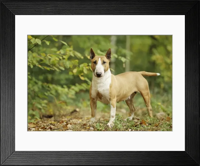Framed Print : Picture No. 10887624 Framed Print : Picture No. 10887624