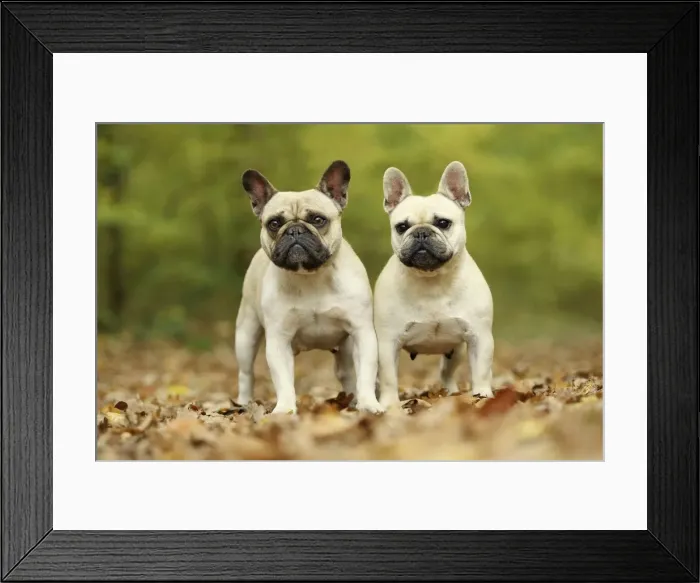 Framed Print : Picture No. 10887628 Framed Print : Picture No. 10887628