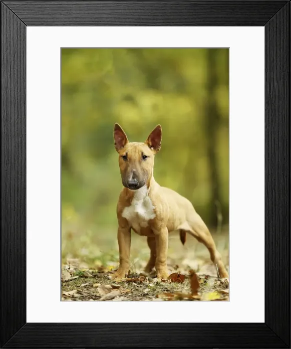Framed Print : Picture No. 10887622 Framed Print : Picture No. 10887622