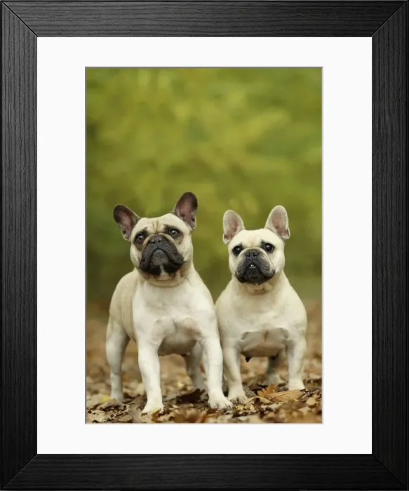 Framed Print : Picture No. 10887629 Framed Print : Picture No. 10887629
