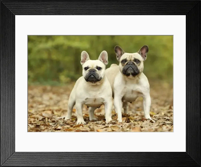 Framed Print : Picture No. 10887630 Framed Print : Picture No. 10887630