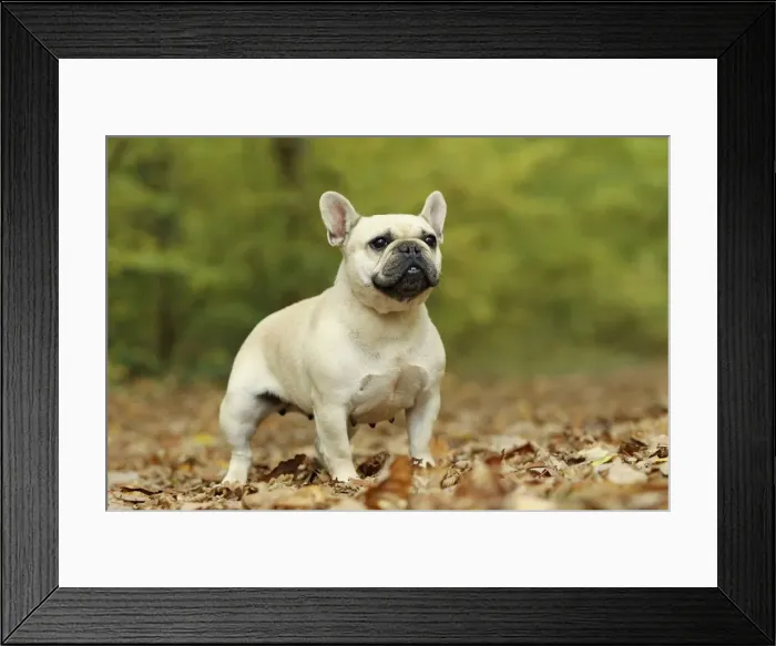 Framed Print : Picture No. 10887626 Framed Print : Picture No. 10887626