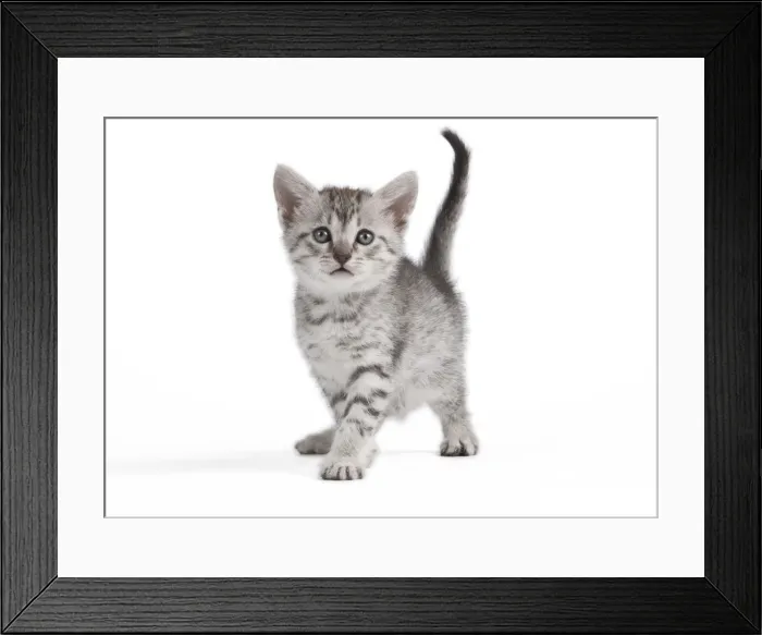 Framed Print : Picture No. 10887632 Framed Print : Picture No. 10887632