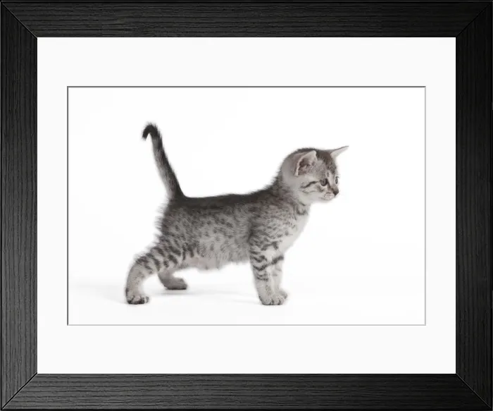 Framed Print : Picture No. 10887633 Framed Print : Picture No. 10887633