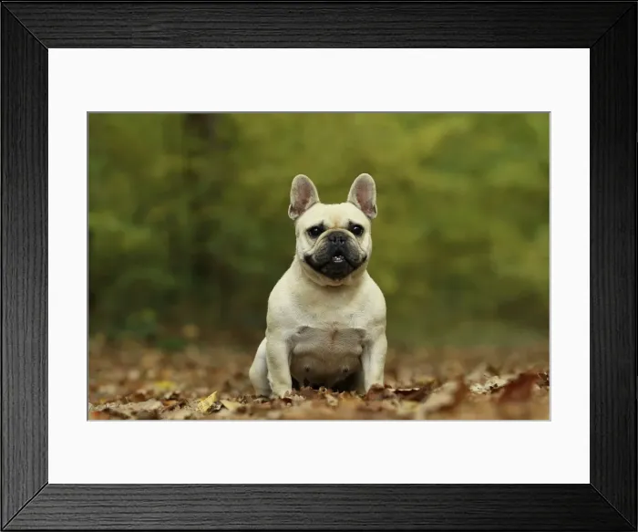 Framed Print : Picture No. 10887627 Framed Print : Picture No. 10887627