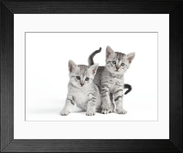 Framed Print : Picture No. 10887634 Framed Print : Picture No. 10887634