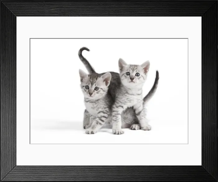 Framed Print : Picture No. 10887635 Framed Print : Picture No. 10887635