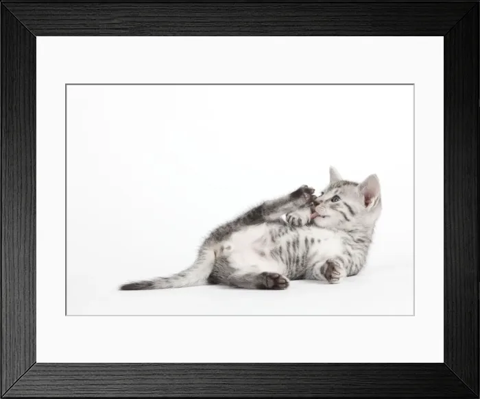 Framed Print : Picture No. 10887637 Framed Print : Picture No. 10887637
