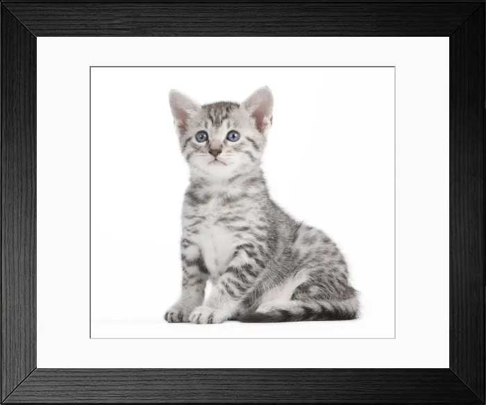 Framed Print : Picture No. 10887639 Framed Print : Picture No. 10887639