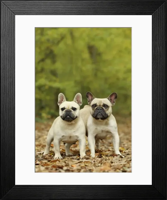 Framed Print : Picture No. 10887631 Framed Print : Picture No. 10887631