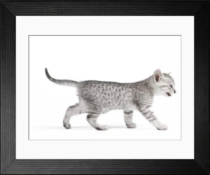 Framed Print : Picture No. 10887640