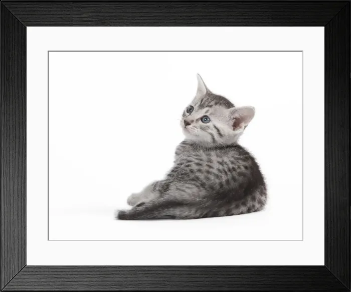 Framed Print : Picture No. 10887638 Framed Print : Picture No. 10887638
