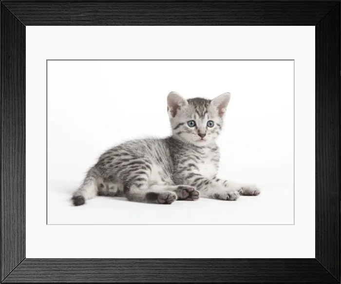 Framed Print : Picture No. 10887636 Framed Print : Picture No. 10887636