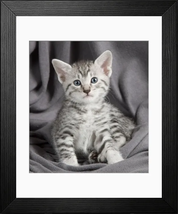 Framed Print : Picture No. 10887644 Framed Print : Picture No. 10887644