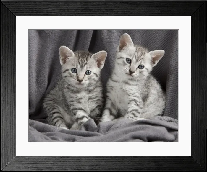 Framed Print : Picture No. 10887645 Framed Print : Picture No. 10887645
