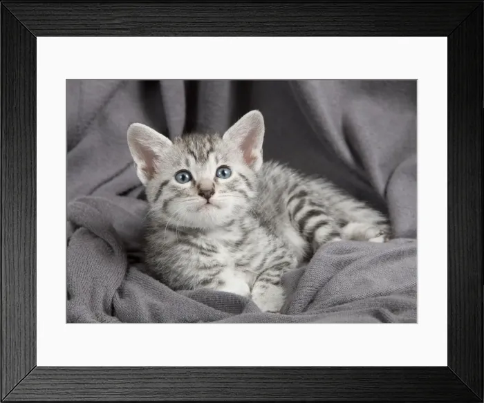 Framed Print : Picture No. 10887643 Framed Print : Picture No. 10887643