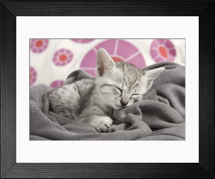 Framed Print : Picture No. 10887641 Framed Print : Picture No. 10887641