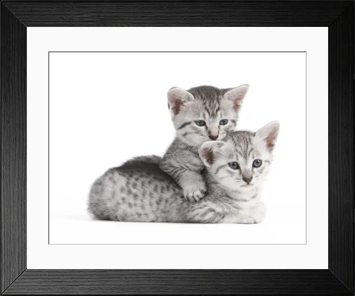 Framed Print : Picture No. 10887648 Framed Print : Picture No. 10887648