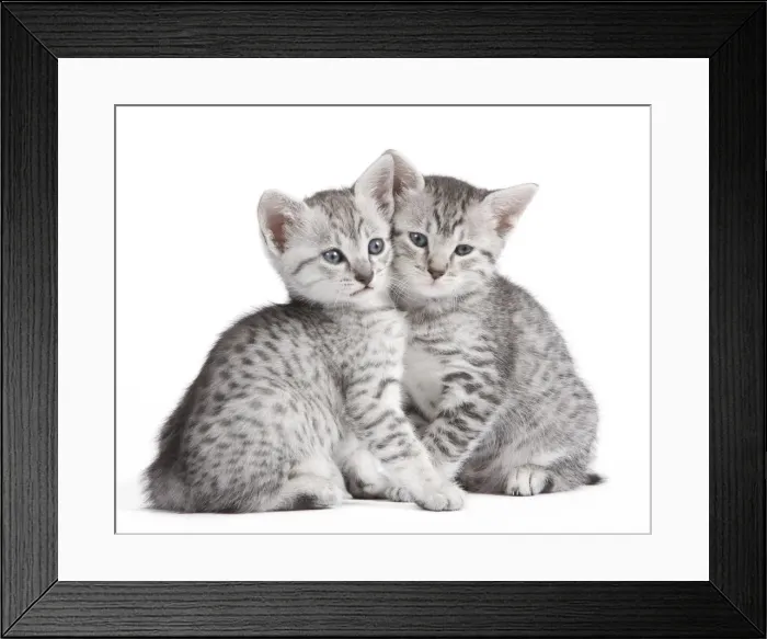 Framed Print : Picture No. 10887649 Framed Print : Picture No. 10887649