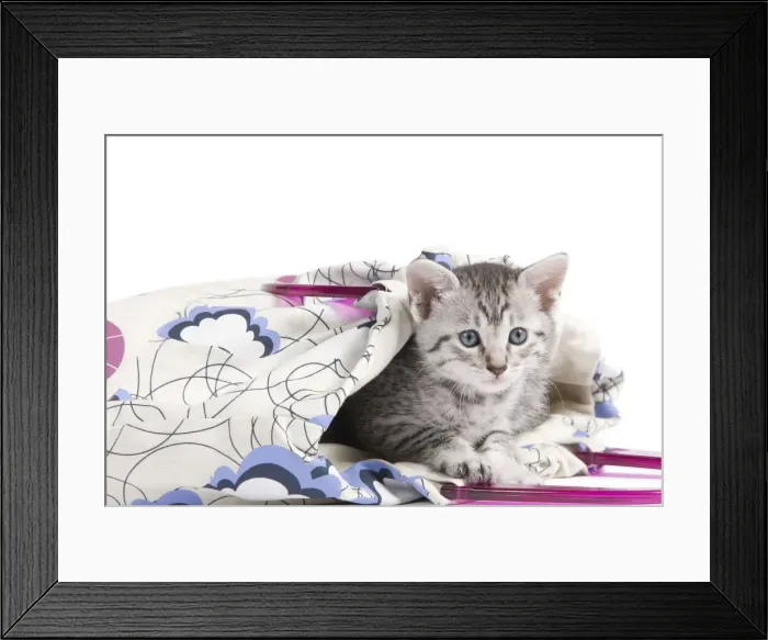 Framed Print : Picture No. 10887647 Framed Print : Picture No. 10887647