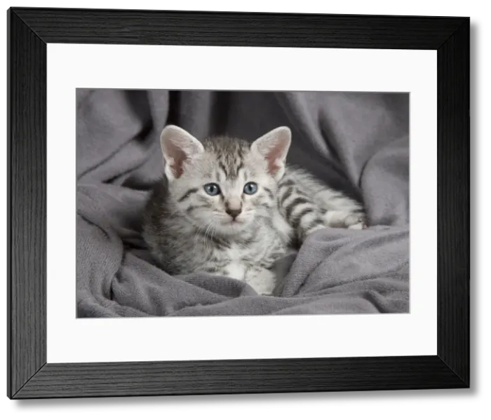 Framed Print : Picture No. 10887642 Framed Print : Picture No. 10887642