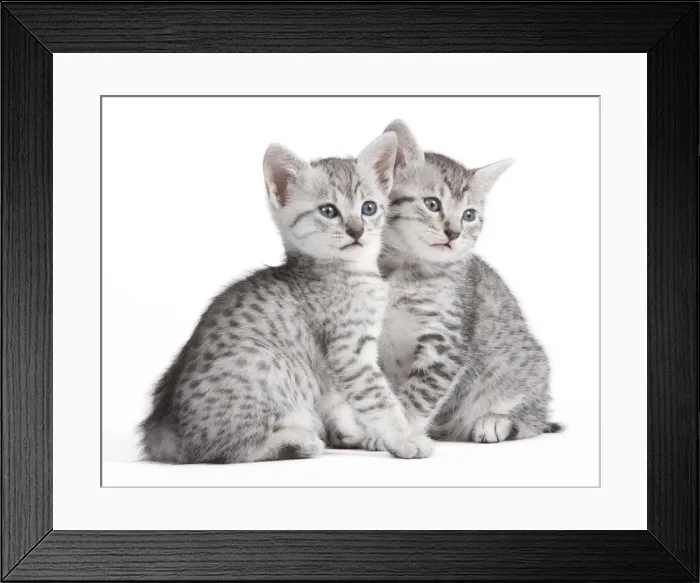 Framed Print : Picture No. 10887650 Framed Print : Picture No. 10887650