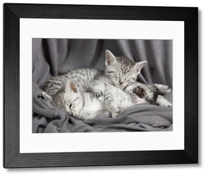 Framed Print : Picture No. 10887646 Framed Print : Picture No. 10887646