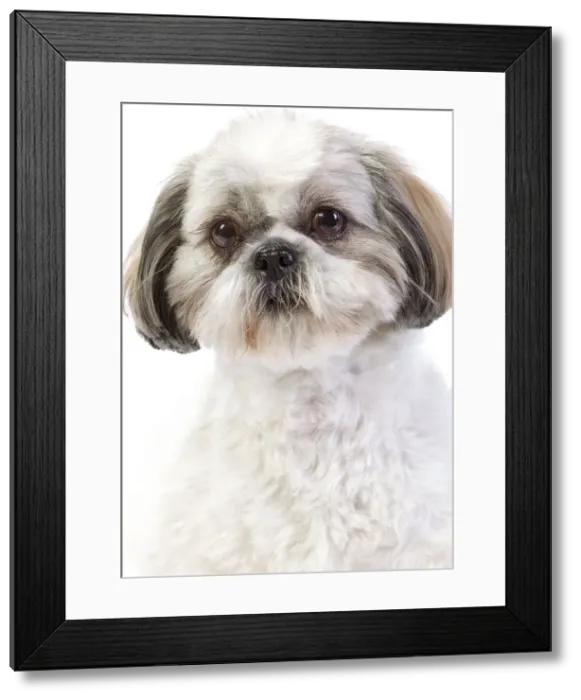Framed Print : Picture No. 10887656 Framed Print : Picture No. 10887656