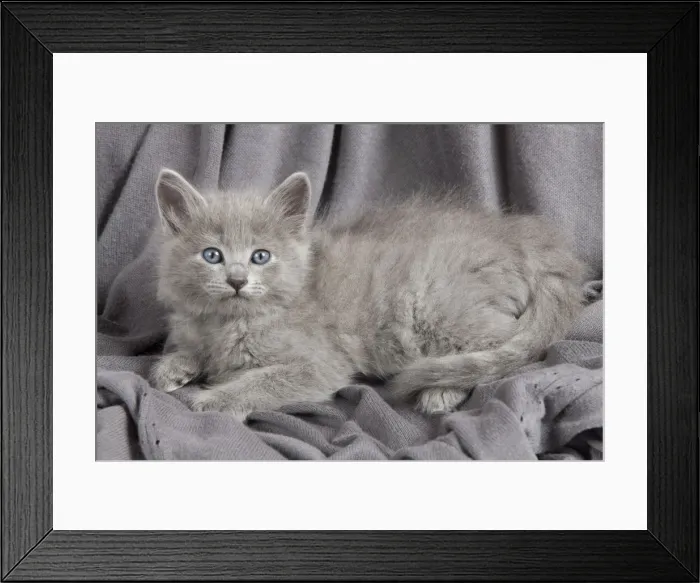 Framed Print : Picture No. 10887654 Framed Print : Picture No. 10887654
