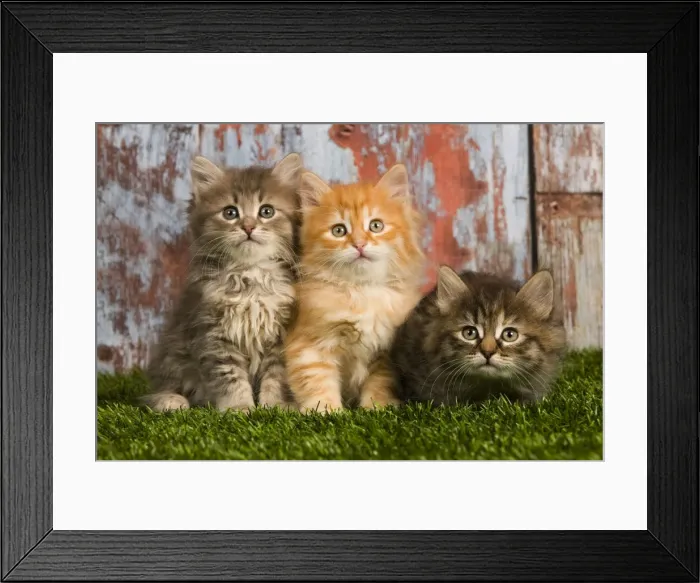 Framed Print : Picture No. 10887659 Framed Print : Picture No. 10887659