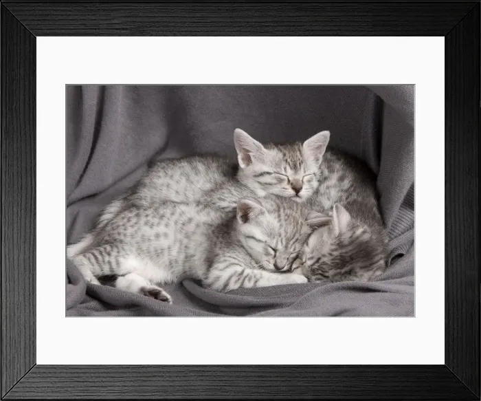 Framed Print : Picture No. 10887652 Framed Print : Picture No. 10887652