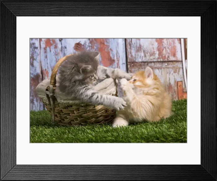 Framed Print : Picture No. 10887663 Framed Print : Picture No. 10887663