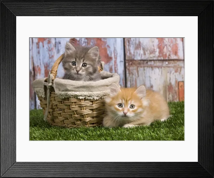 Framed Print : Picture No. 10887662 Framed Print : Picture No. 10887662